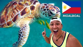 SWIMMING WITH TURTLES AND MILLIONS OF SARDINES IN PHILIPPINES 🇵🇭