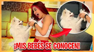 LE PRESENTO LOS CONEJITOS BEBÉS A MI PERRITO - Así Reaccionó!😱