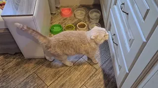 кот просит есть