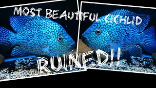 Texas most beautiful cichlid ruined.