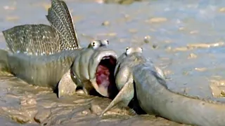 Sweaty Mudskippers Try To Cool Down | Walk On The Wild Side | Funny Talking Animals | BBC Earth