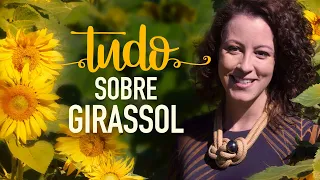 Como CULTIVAR GIRASSOL: todos os segredos revelados