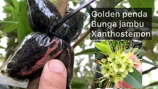 Cara tut dahan golden penda/bunga jambu/xanthostemon(kesukaan kelulut)