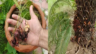 Propagation of Sago Palm || Cycas plant pups harvest || How to propagate Cycas plant