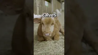 Is THIS the CUTEST COW Ever 😱 | Wholesome Moments