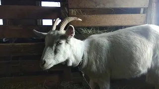 Новая коза в хозяйстве. Купила козу.