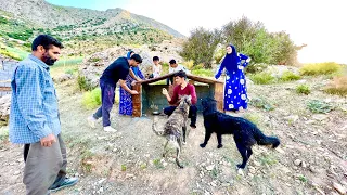 Building a Beautiful Brick House for Our Beloved Dogs!