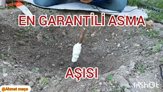 EN GARANTİLİ ASMA AŞISI         ( SAFRANBOLU ÇAVUŞ ÜZÜMÜ )