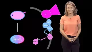 Geraldine Seydoux (Johns Hopkins / HHMI) 1: From Egg to Worm: How to Create a Body Axis