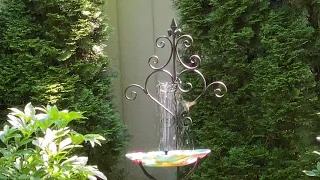 Hummingbird pool party at an excellent Wildbirds Unlimited fountain