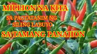 KAILAN ANG TAMANG PANAHON NG PAGTATANIM NG SILI LABUYO PARA KUMITA NG MALAKI / MILLION