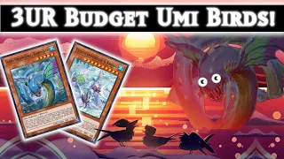 Competitive Free To Play Umi Floowandereeze! Yugioh MasterDuel Ranked Gameplay Budget Deck