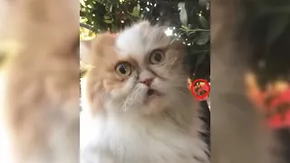 CМЕШНЫЕ ВИДЕО 2020😻/ ФЕВРАЛЬ/ RUSSIAN UNUSUAL MEMES #1