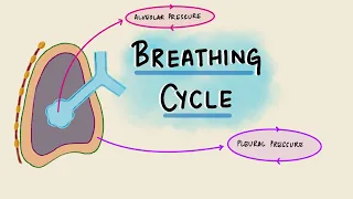 Breathing Cycle Physiology | Pressure & Volume Changes During Respiration | Respiratory Physiology