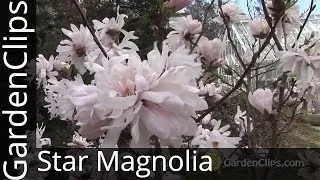 Star Magnolia - Magnolia stellata - How to grow Star Magnolia