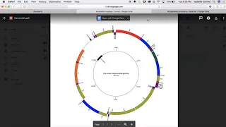 Mitochondrial Genome Visualization | Isabelle Conrad