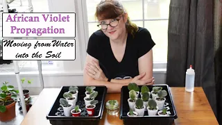 African Violet Propagation - Moving from Water into the Soil and Project Update - Part 2