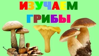 The studied mushrooms. Names of fungi. Poems about mushrooms for the children