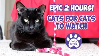 Cats For Cats To Watch HD ➙ EPIC 2 HOURS! Cat Videos * Cats Playing * Valentine's Day For Cats