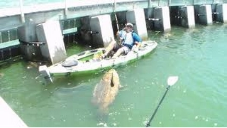 Man Catches 500 lb  Giant Goliath Grouper from Kayak