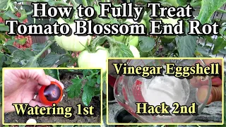 How to Stop Tomato Blossom End Rot (BER) - Eggshells Only work If You Do This:  Vinegar Hack!