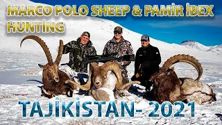 Marco Polo sheep and Pamir Ibex TAJIKISTAN 2021