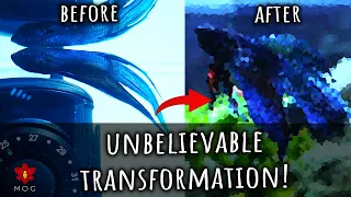 Bringing a dying Betta Fish back to life! Unbelievable transformation 😳 💙