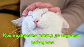 Как похвалить кошку за хорошее поведение How to praise a cat for good behavior