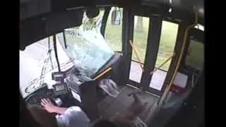 Deer crashes into bus in Johnstown - Deer Fare