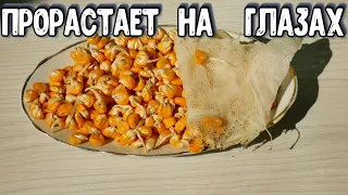 КУКУРУЗА МГНОВЕННО ПРОРАСТАЕТ - Как Быстро Прорастить Кукурузу Для Посадки