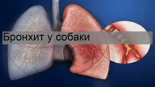 Бронхит у собаки