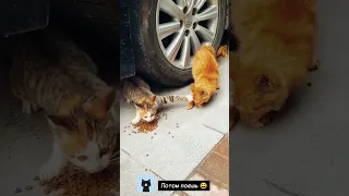 Самые смешные коты /Приколы с котами/СМЕШНЫЕ ЖИВОТНЫЕ 2023/Funny cats/Funniest Cats/Gatos engraçados