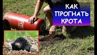 Как избавиться от кротов (как прогнать крота) / Best way to stop moles