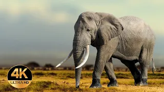 Wilde Tiere Afrikas. Tiergeräusche. 4K Ultra HD