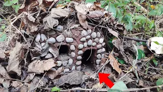 Encuentran Misteriosa Casa Diminuta De Duende | En Medio Del Bosque