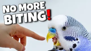 What to do if your Bird Bites You | Compilation