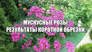 Мускусные розы.  Результаты короткой обрезки.