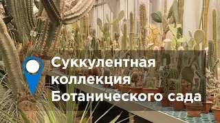 Суккулентная коллекция Ботанического сада