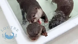 The Baby Otter Asked Her Mom for Help, But...