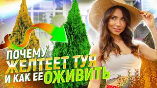 ЖЕЛТЕЕТ ТУЯ что делать? Никогда не повторяйте эти глупые ошибки