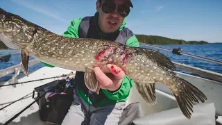 Бешеный клёв щук в жару. Крупная щука атакует мелких сородичей.