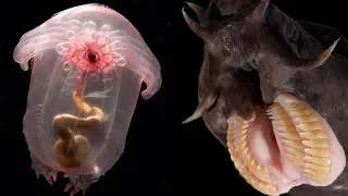 Top 5 Strangest Deep Sea Creatures | Deepsea Oddities: Countdown