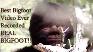 Is this the Best Bigfoot Video of All Time? Real Sasquatch