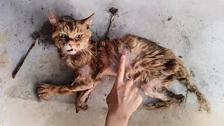 This emaciated stray cat underwent an astonishing transformation after being rescued for 3 months.