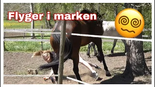 HEMI KASTAR MIG I MARKEN | STALLVLOGG