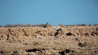 Caracal in the Kgalagadi Transfrontier Park.