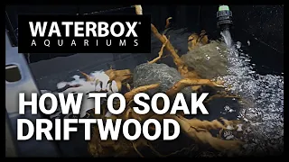 How To Properly Soak Drift Wood For Use In A Freshwater Aquarium