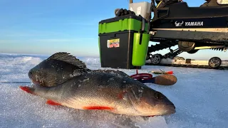 🎣Рыбалка на окуня. Ладожское озеро. 30.01.24.