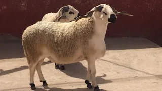 🚨🔥🔥🇲🇦أكبر حولي فالمغرب 🥇وحش ماشاء الله 🚨🚨🔥