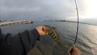 Newport Beach Harbor Fishing 05-10-2024 | FishReportSeries